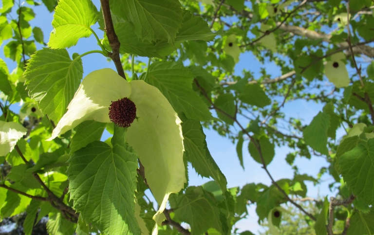 Blommande näsduksträd