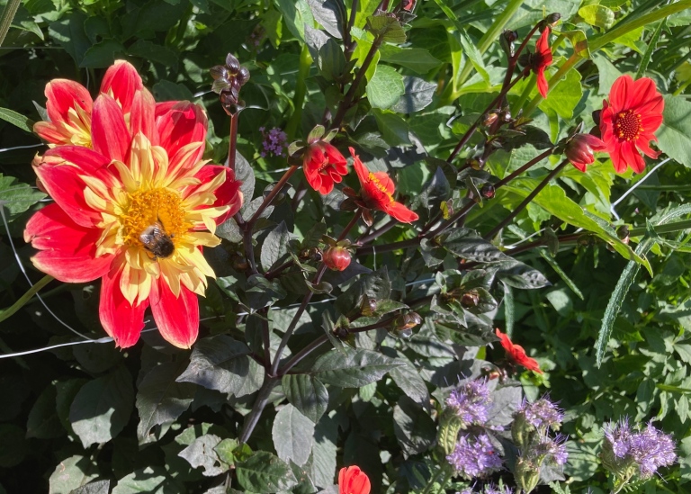 Halskråsdahlia och honungsfacelia