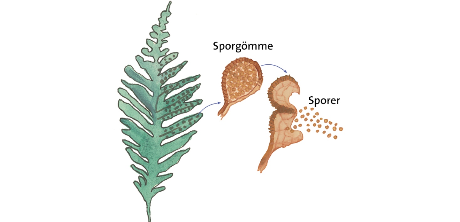 Ormbunksblad med sporgömme.