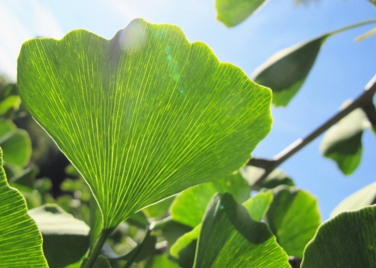Ginkgoblad