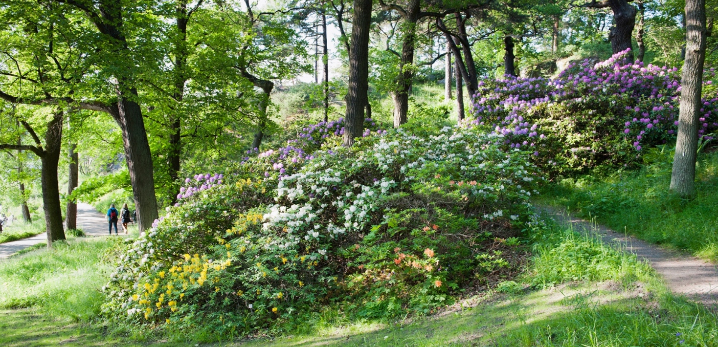 Vy över i rosa, gult, orange, vita blommande rododendronbuskar.