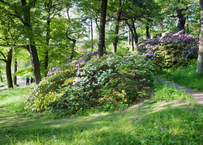 Bild från Rododendrondalen