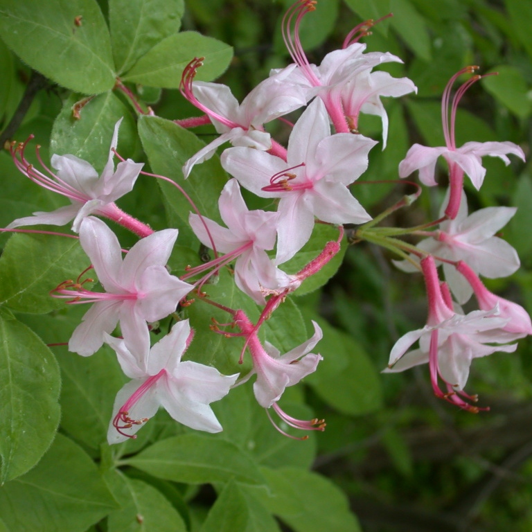 Bild av Kaprifolazalea (Rhododendron periclymenoides)