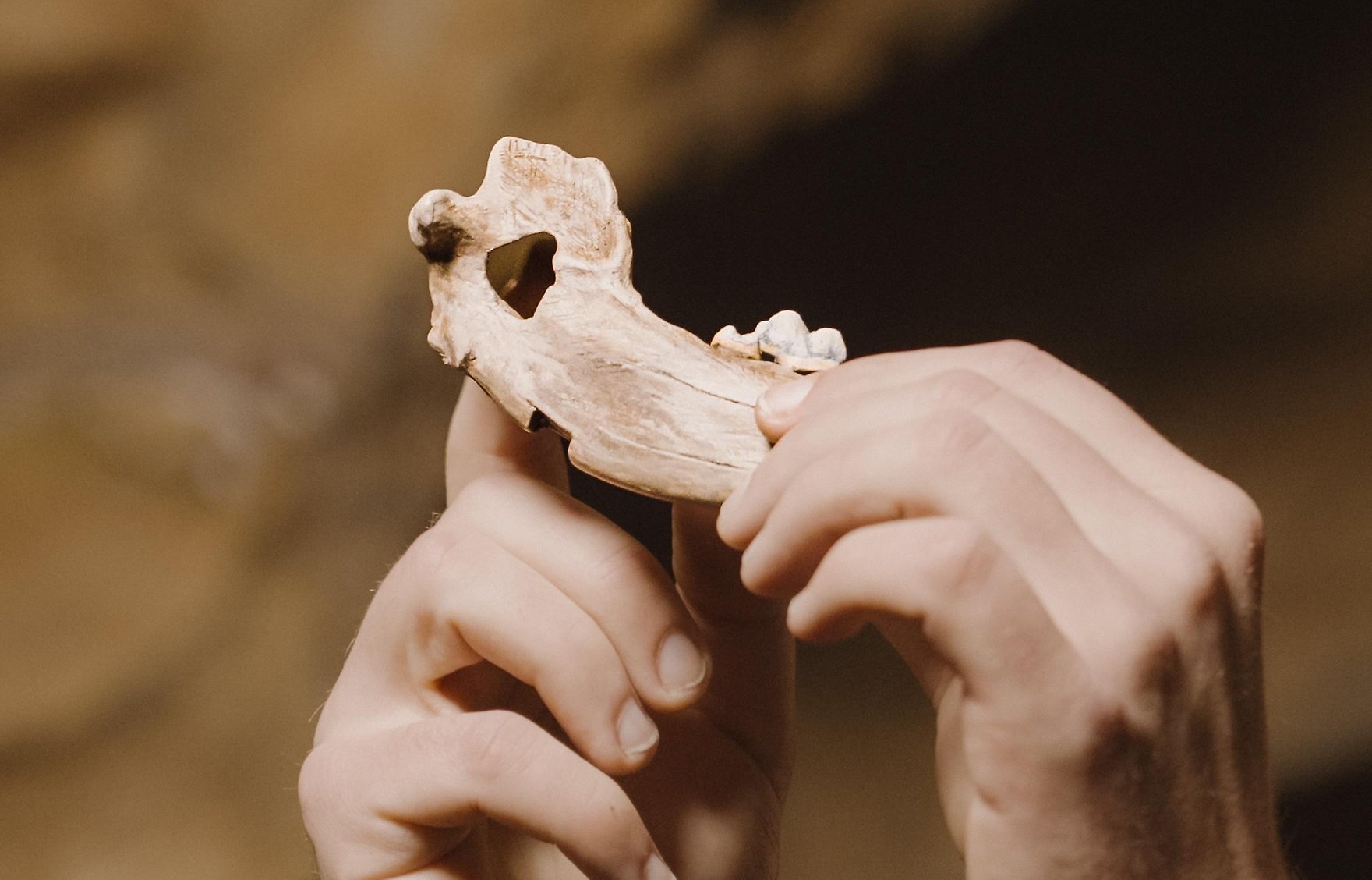 hands olding a reconstruction of dog jawbone