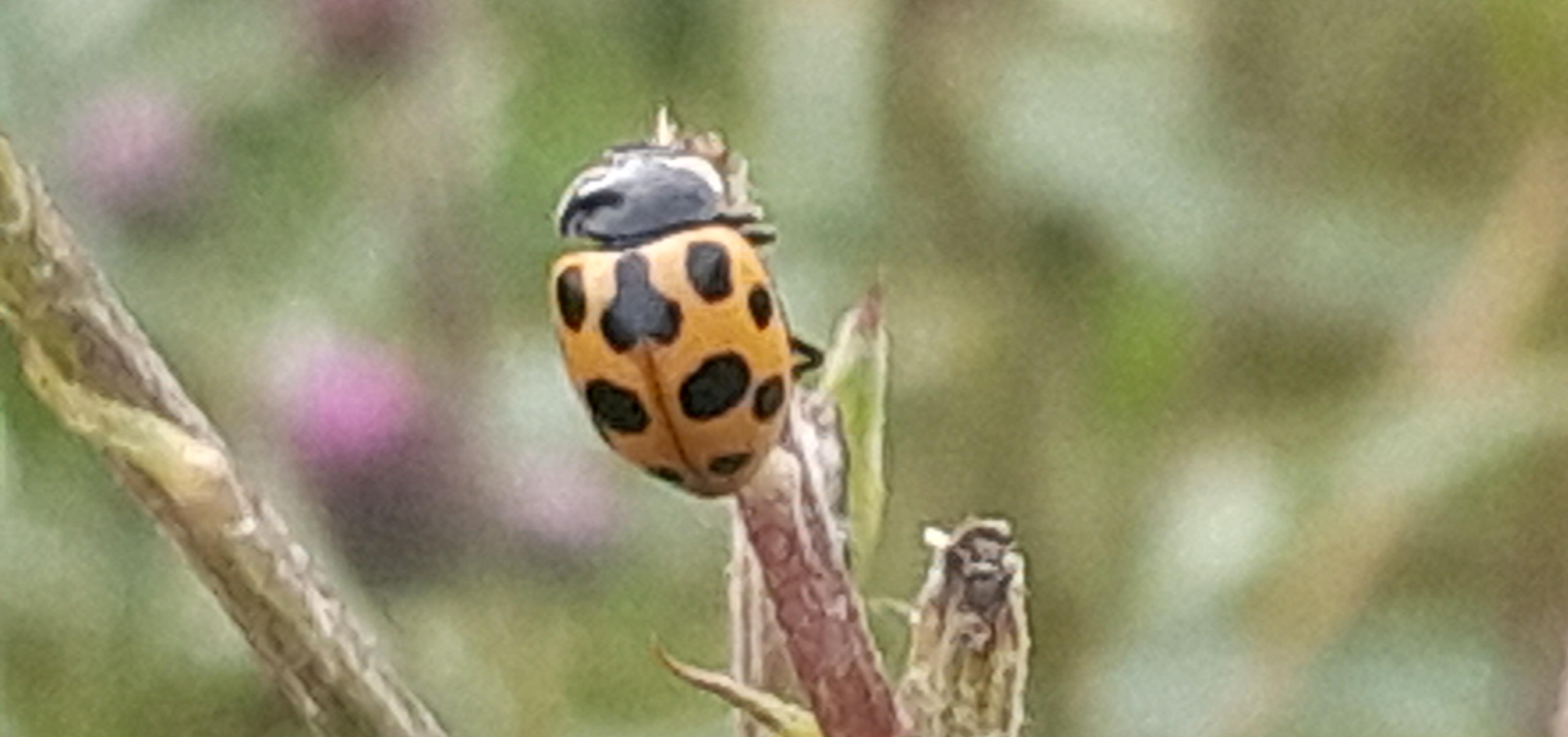 A ten-spot ladybird (Calvia decemguttata) on a twig