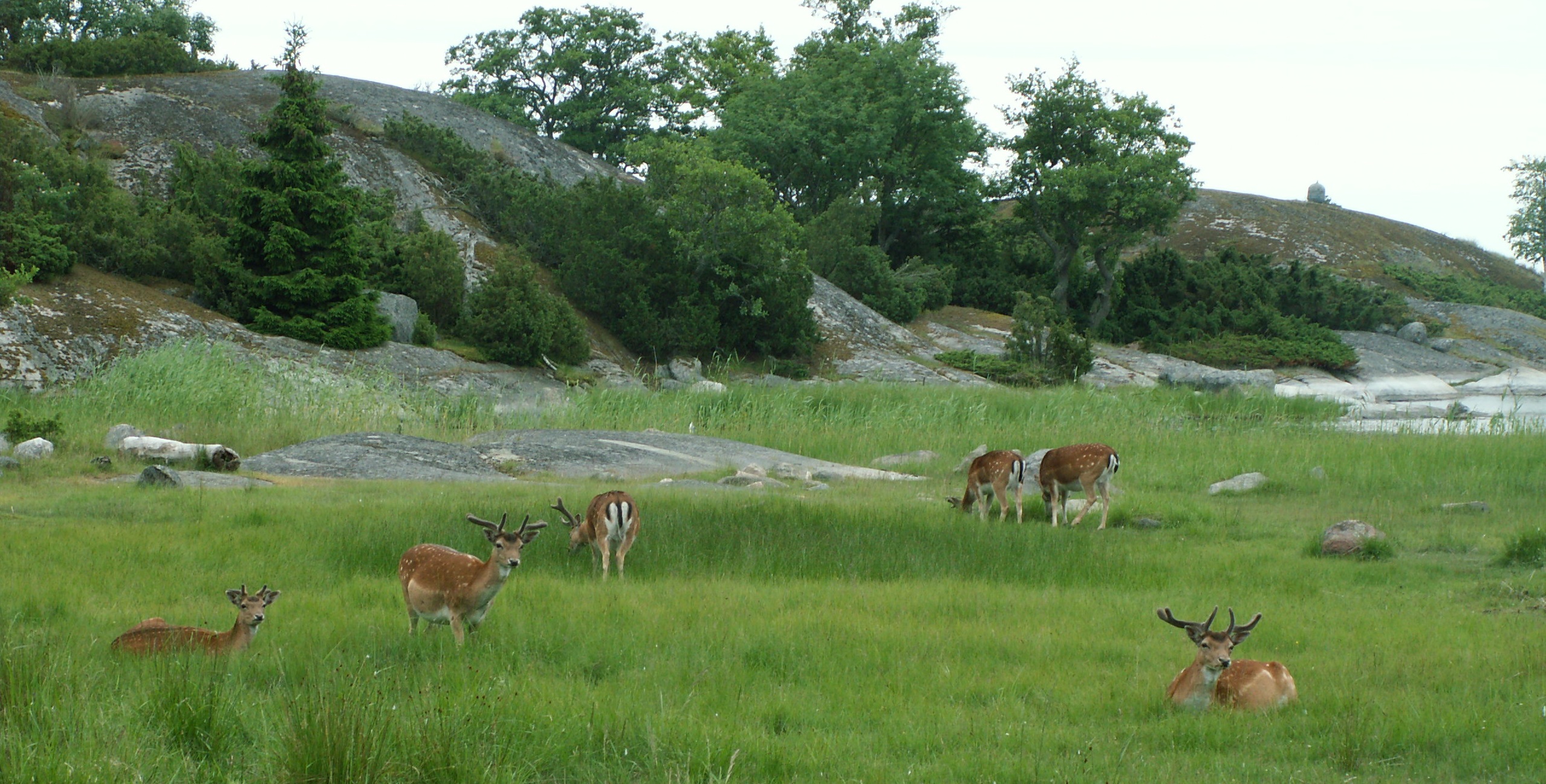 Fallow deer grazing and resting on a green meadow.