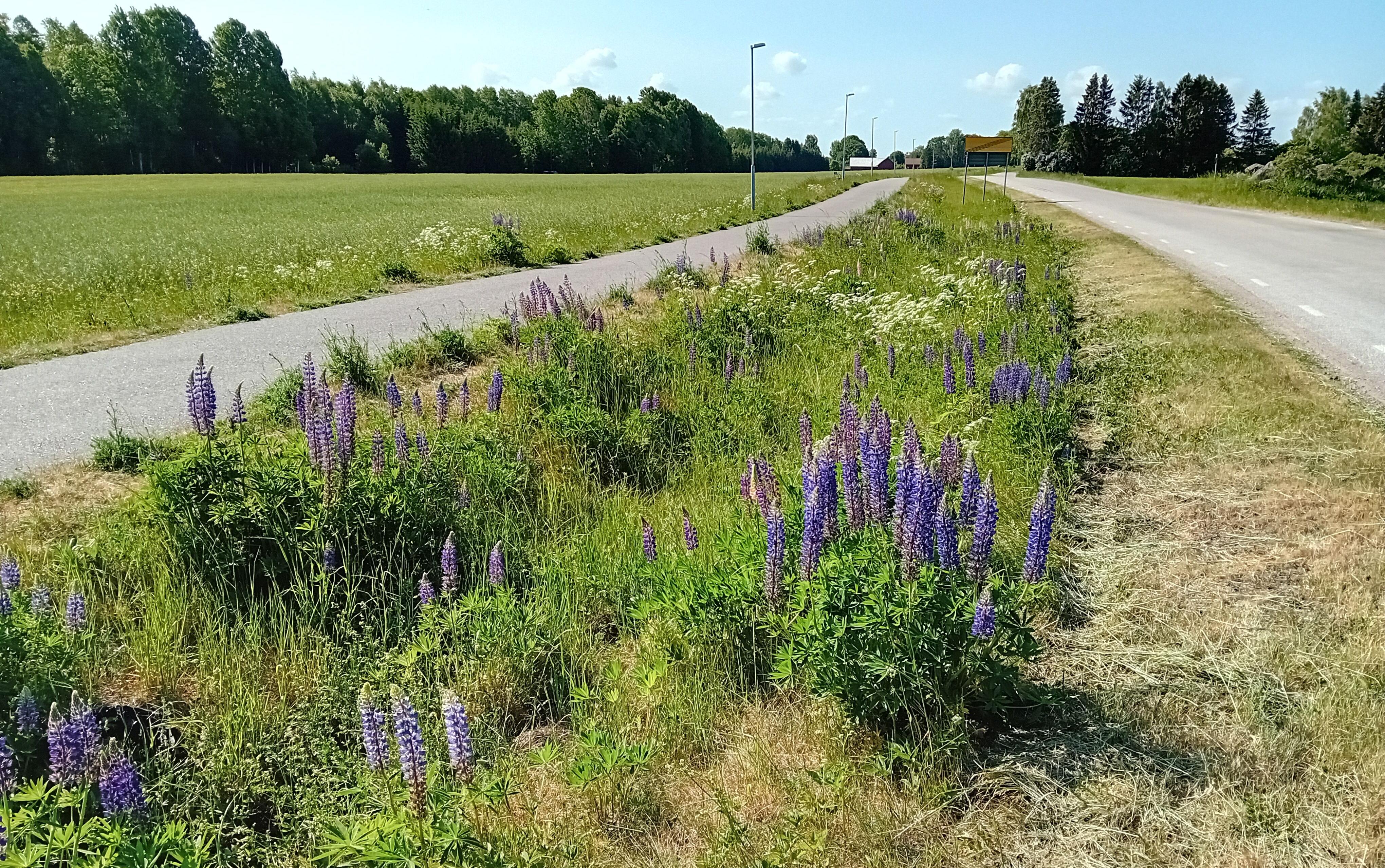 Lupiner i vägren mellan asfalterad bilväg och cykelbana