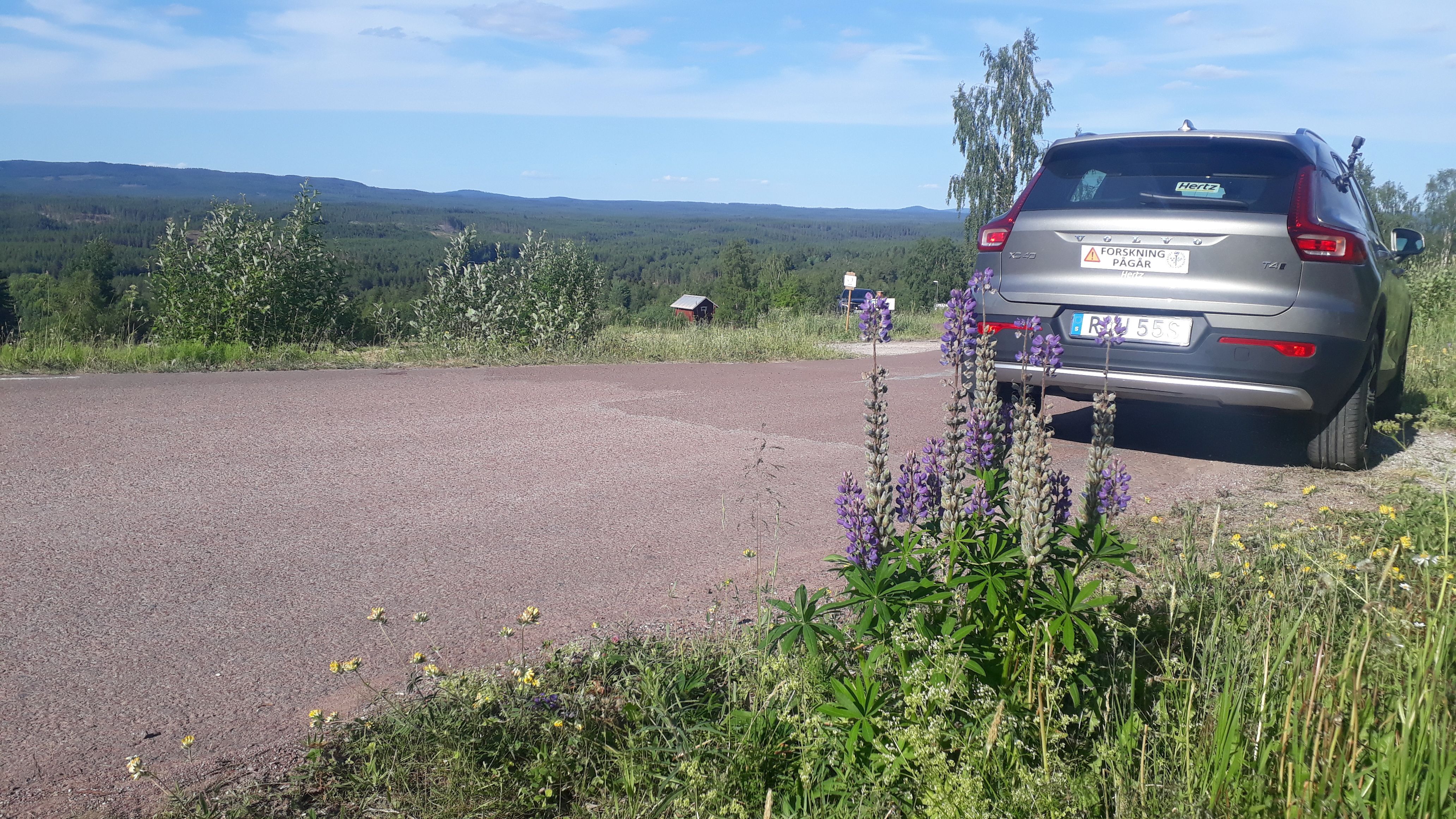 Bakändan av en bil markerad med "forskning pågår" parkerad i vägkant bakom blommandde lupiner