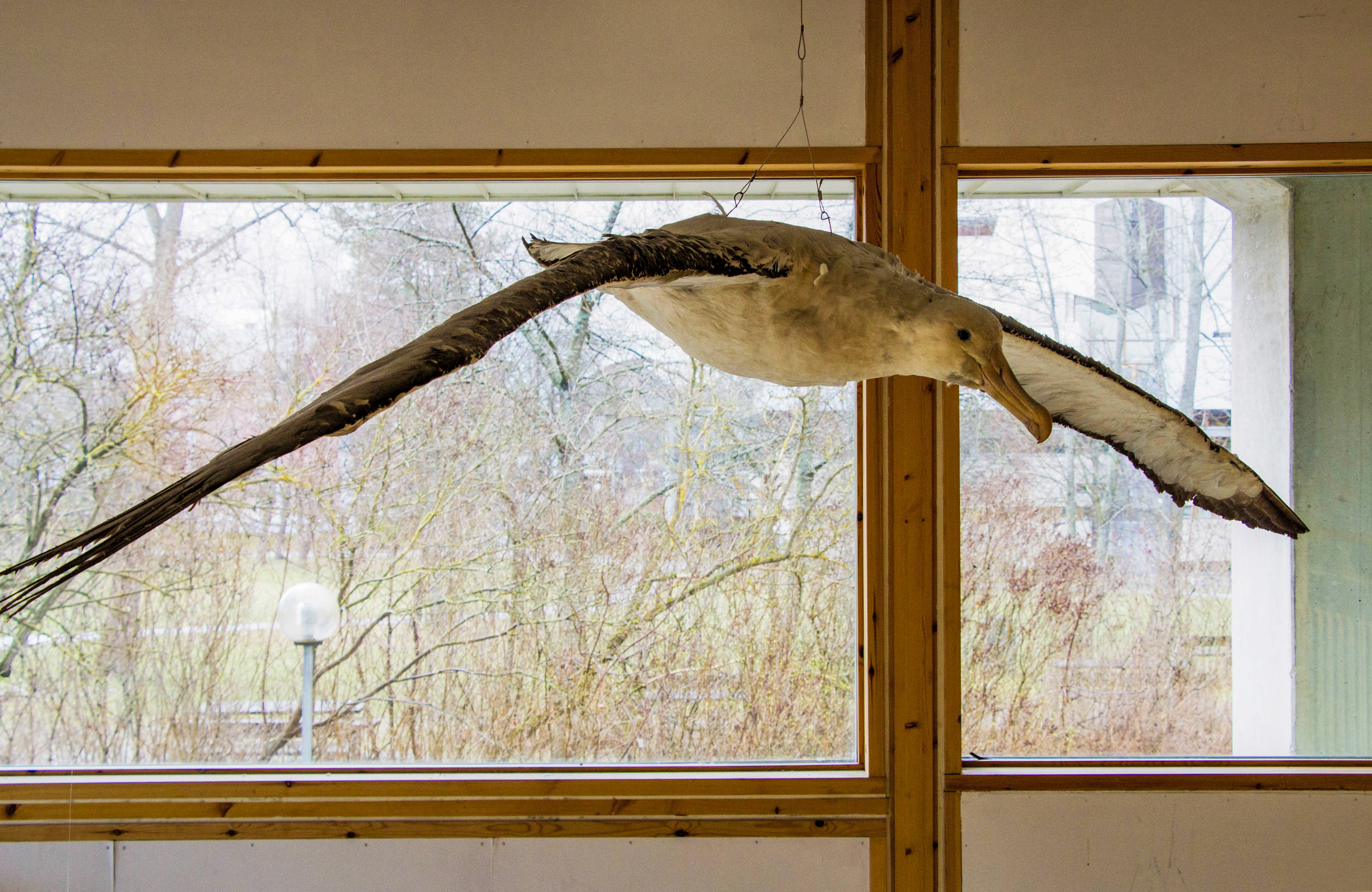 A stuffed albatross