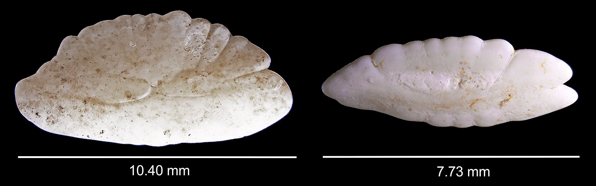 Microscopic image of sediment otoliths from ice cod and polar cod