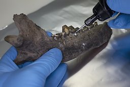 I jakt på gammalt DNA. Foto: Jens Olof Lasthein / Stockholms universitet.