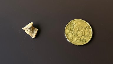 Bone and coin