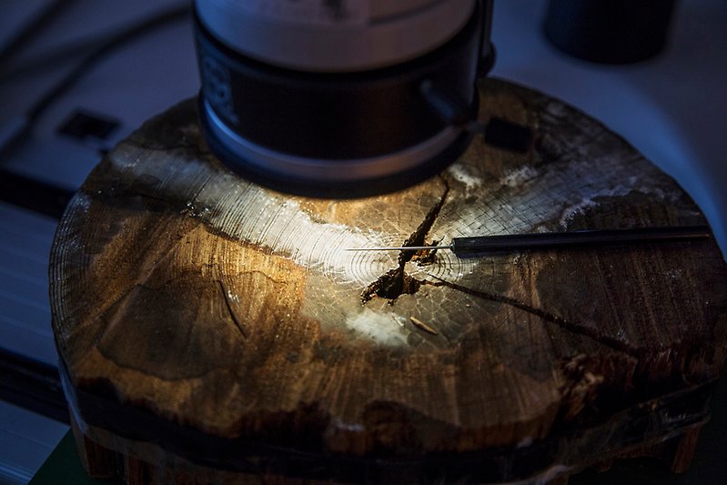 Trädskiva av tall som bevarats i en mosse. Stockholms dendrokronologiska laboratorium, Institutionen för naturgeografi.