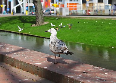 Mås på trottoar i stad, just vid en kanal