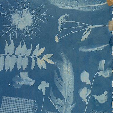 Illustration in blue and white of leaves and flowers.
