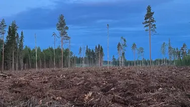 Kalhuggen skog i ett område där studien utförts