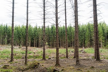 Granskog med träd i olika åldrar, där vissa granar är täta och gröna medan andra har glesa eller saknade barr.