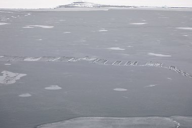 Caption: Grease ice forming on open water areas, pictured here with finger rafting.