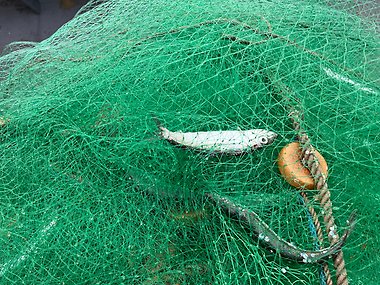 Sill i nät, kustfiske i Norrsundet