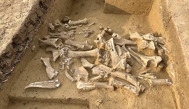 Partly uncovered mammoth bones and molars in a square excavation