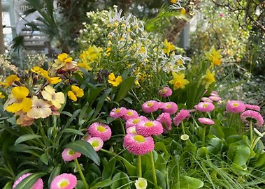 Easter flowers in the Edvard Anderson Censervatory