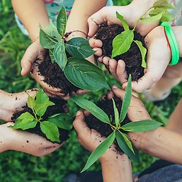 Hands holding plants