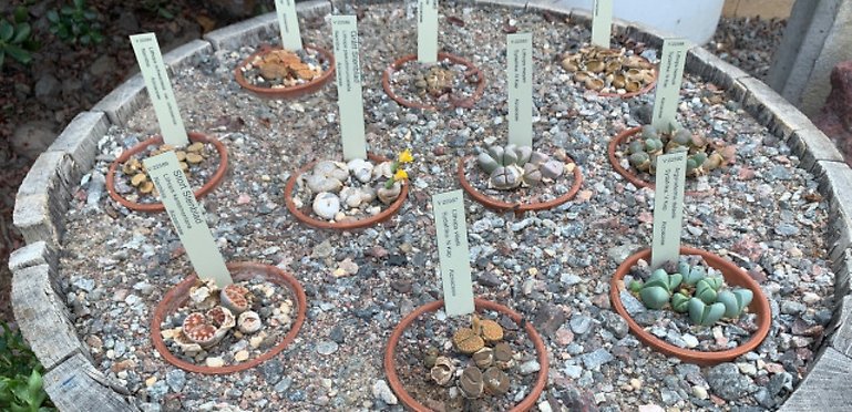 Levande stenar (Lithops sp.)