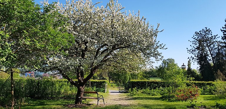 Bild från Frukt och bärträdgården