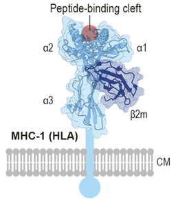 Schematic of the MHC-I molecule.