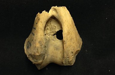 Upper arm bone wolf
