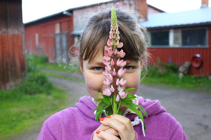Flicka med lupin.