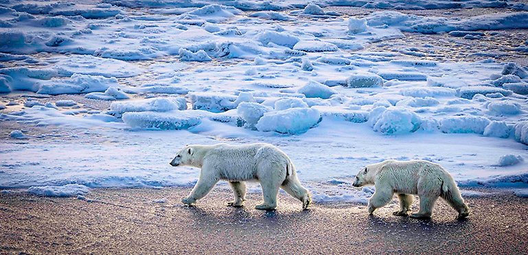 Polar bear mother and a 2nd year cub walking, surrounded by ice and snow.
