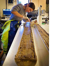 PhD student standing by a table working with sediment core the size of a tree trund