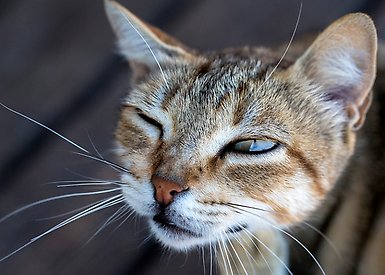 En katt som blundar med ena ögat.