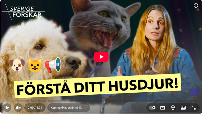 Hund, katt, Jenny Nilsson. Emojisar hund katt megafon. Text Sverige forskar, Förstå ditt husdjur.