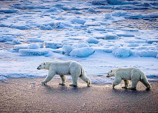 Two polar bears walking on ice.