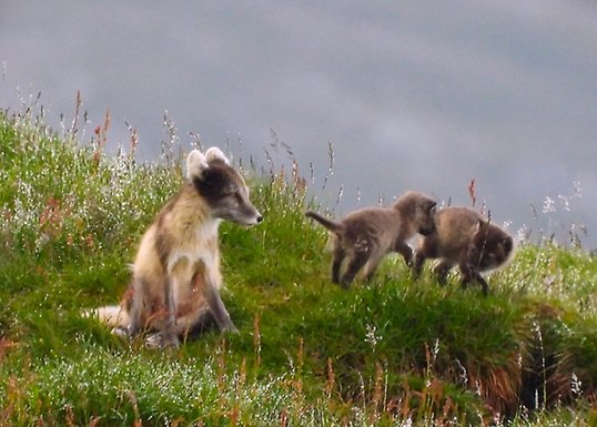 Three arctic foxes