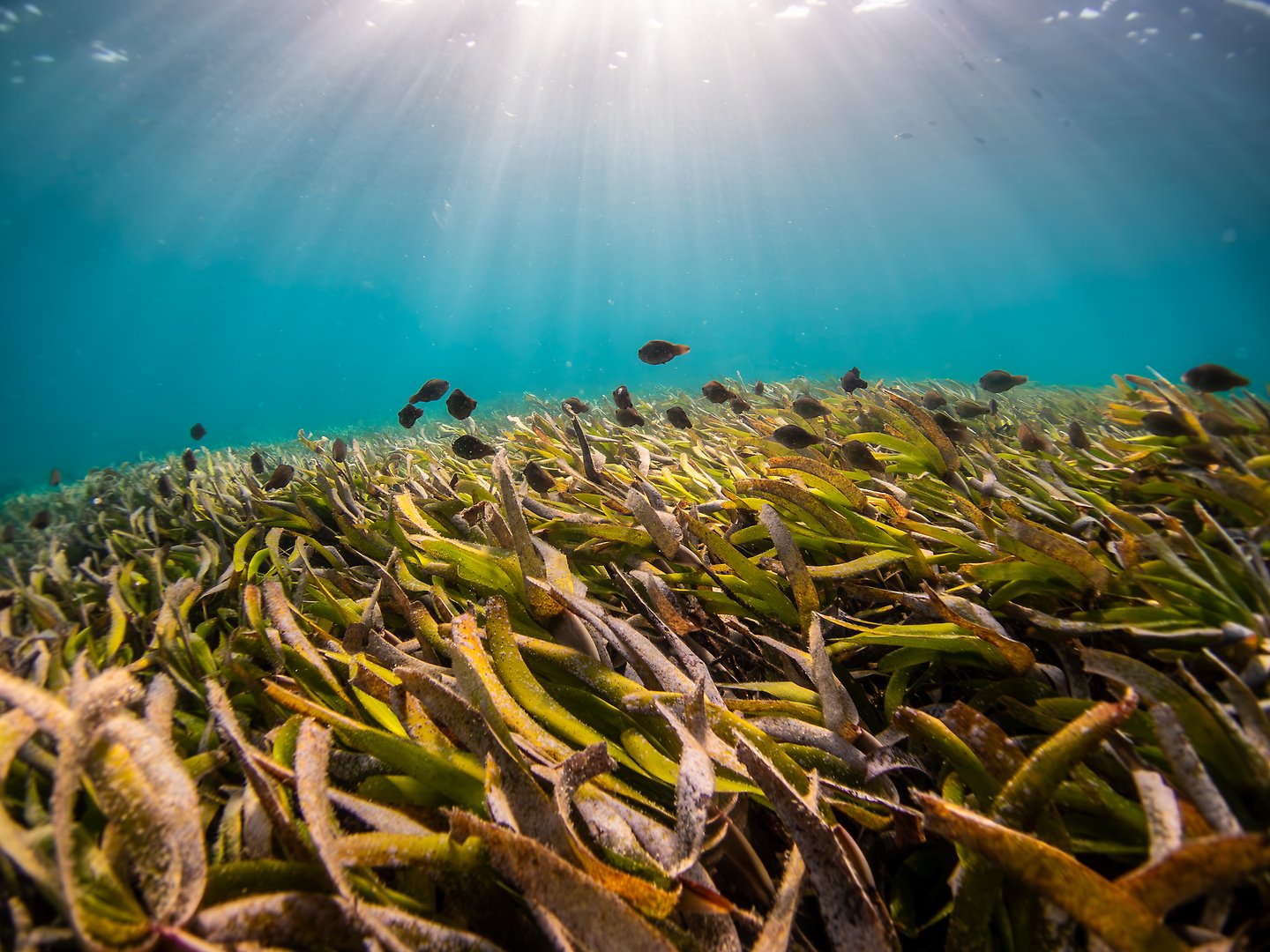 Shoal of Parrotfish in seagrass
