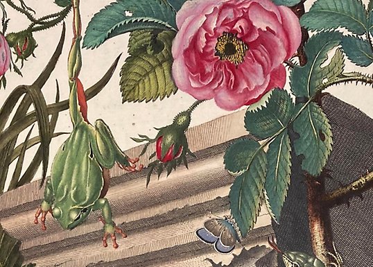 Frog and roses at marble foundation