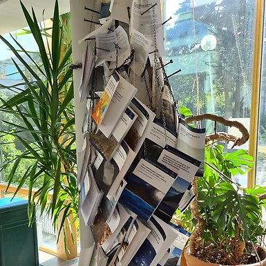 theses hanging from a tree trunk inside the Department of geological sciences