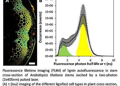 Fluorescence lifetime imaging (FLIM) of ligin autofluorescence.