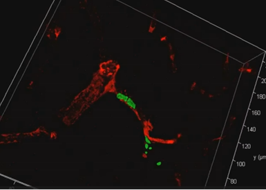 Two-photon microscopy analyses of brain tissue ex vivo. 3D projections of representative parasite fo