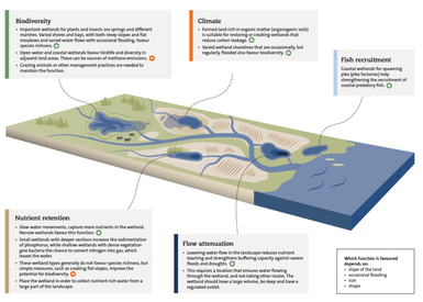 Illustrated overview of wetland types in a landscape