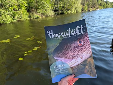 Hand håller i tidsskriften Havsutsikt. I bakgrunden syns lugn vik.