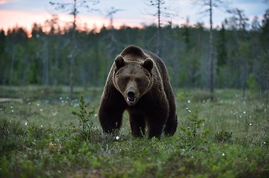 Brown bear in green field, trees in the background