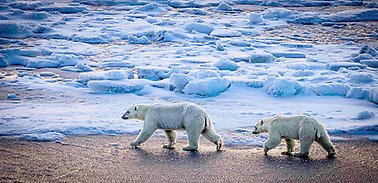 Polar bear mother and a 2nd year cub walking, surrounded by ice and snow.