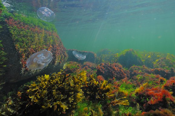Mångfald av växtlighet och arter längs en klippa under vattenytan i Östersjön.