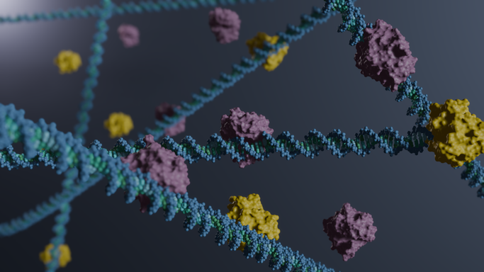 Illustration of how SMUG1 and APE1 binds to our DNA.