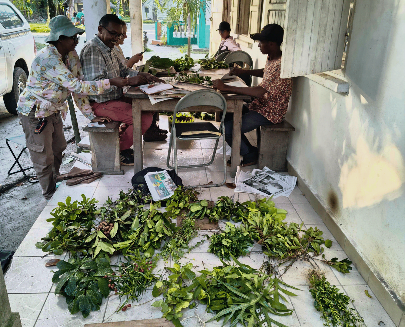 Members of the research project pressing their collected plant material for preparation as herbarium vouchers in front of a house.