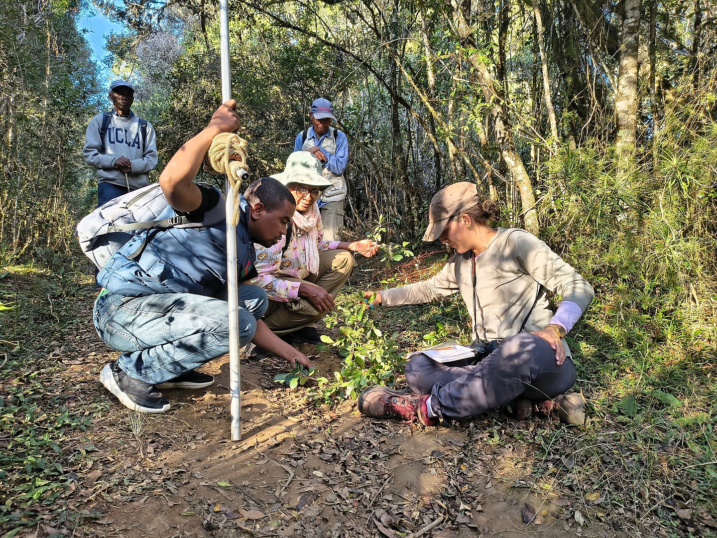 Researcher investigating freshly cut material from several species of Uapaca in Anjozorbe, Madagascar.